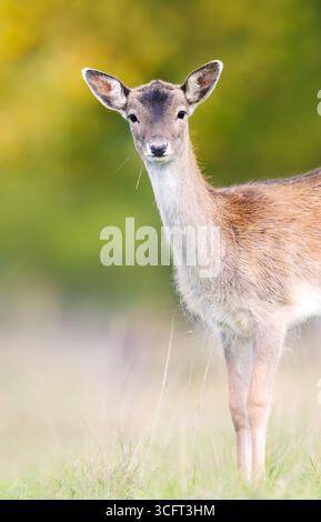 Close-up portrait of a young fallow deer standing alert in a grassy meadow, UK. Stock Photo