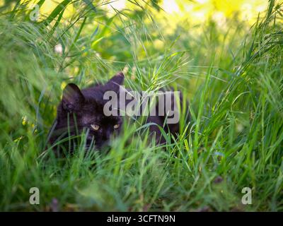 black cat hiding in the tall grass. Stock Photo