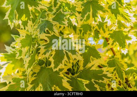 Close-up of green leaves with bright yellow edges glowing under sunlight in summer. Concept of natural background, botanical print, fresh seasonal Stock Photo