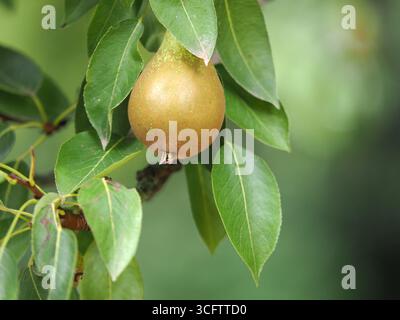 English conference pears growing in an orchard, Gloucestershire, UK Stock Photo