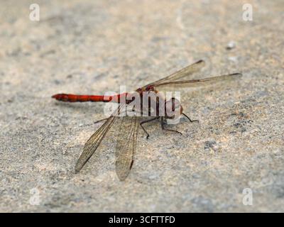 Red Ruddy Darter dragonfly sympetrum striolatum Stock Photo