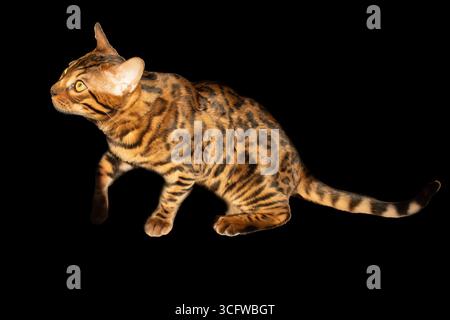 Bengal cat on black background Stock Photo