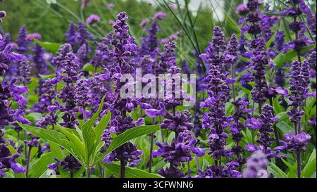 Purple Salvia farinacea flowers in full bloom Stock Photo