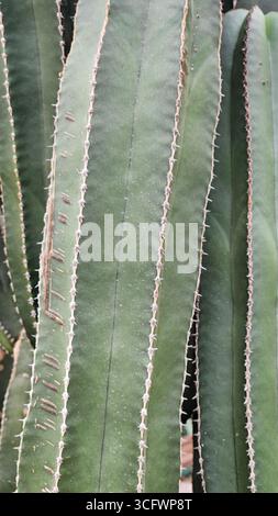 Close-up Texture of Mexican Giant Cardon Cactus (Pachycereus pringlei) Stock Photo