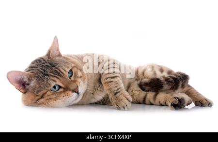 bengal cat in front of white background Stock Photo