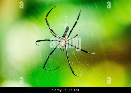 Beautiful macro insect photography with sharp focus Stock Photo
