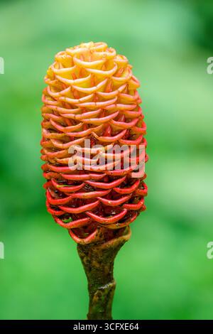 Shampoo Ginger (Zingiber zerumbet) close up in rain forest, Costa Rica. Stock Photo