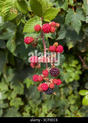 Ripening blackberries, late summer, Stock Photo