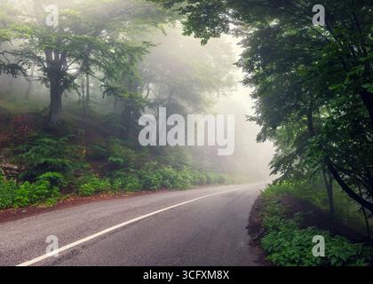 Empty road in a forest in misty foggy morning in the mountain range Stock Photo