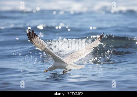Seagull Gliding Gracefully Over Ocean Waves With Wings Fully Extended Stock Photo