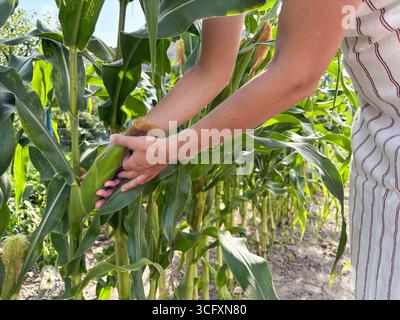 Close up of corn cob in hand of woman farmer. Farmer standing in personal garden plot and examining corn harvest. Agriculture, organic gardening or ec Stock Photo