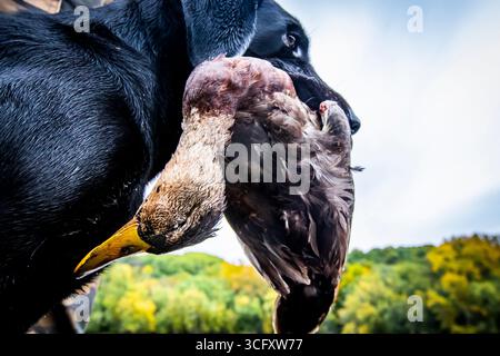 Hunting dog carrying dead duck Stock Photo