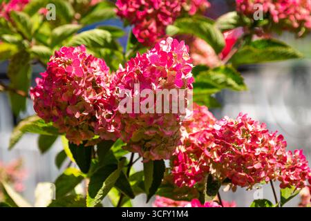 Branches of dark pink hydrangeas. Close-up Stock Photo