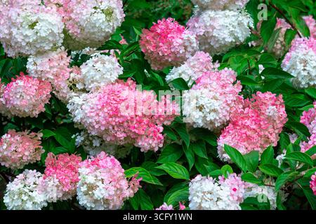 Close-up of blooming white and pink hydrangea buds among green leaves. Stock Photo