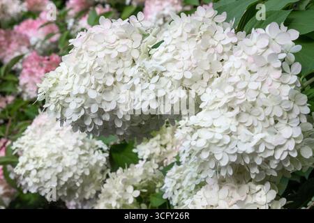 Buds of blooming white hydrangea. Close-up. Stock Photo