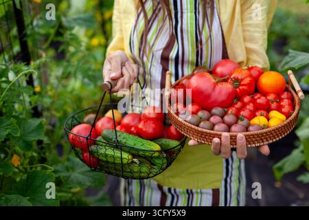 Tomato cucumber harvest. Close up of ripe vegetables in farmer's hands. Gardener holding basket and tray with autumnal crop among raised beds. Stock Photo