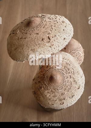 Close-up of edible parasol mushrooms with textured caps on rustic wooden surface, fresh wild fungi as natural ingredient for healthy cooking. Stock Photo