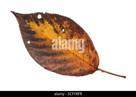 Dry brown leaf with dark spots and holes, isolated on white. Represents autumn, aging, and natural imperfection. Stock Photo