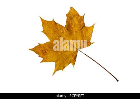 Yellow autumn maple leaf covered with fresh raindrops isolated on white background. Symbol of fall, moisture, freshness, and seasonal change. Stock Photo