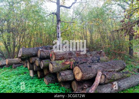 Stacked logs in woodland at the East Blean wood on a wet autumn misty morning. The Ancient Woodland and is a rich habitat for trees, plants and birds. Stock Photo