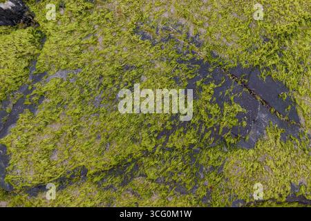 Green background of algae seaweed. Stone with bright seaweed closeup. Natural velvet texture of sea grass. Sea plant close image. Seaside rock texture Stock Photo