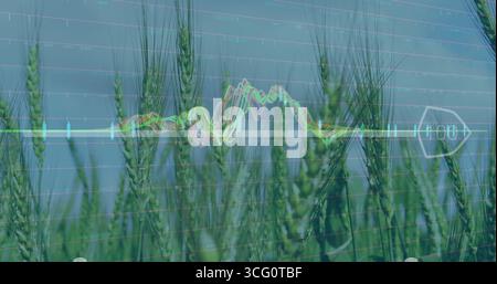 Displaying green wheat stalks swaying in farm field, with waveform graph, grid markers and ON icon Stock Photo