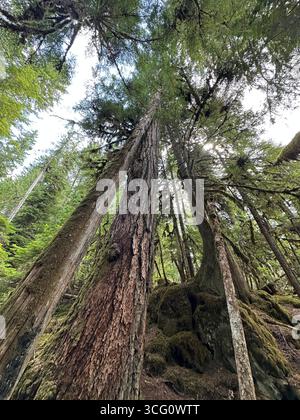 Tall trees in a forest next to the McKenzie River in Oregon on a summer day. Stock Photo