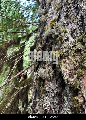 Lichen on a tree trunk in a forest in Oregon. Stock Photo