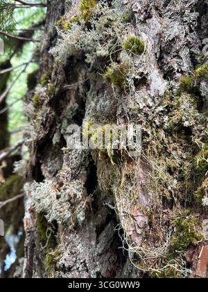 Lichen on a tree trunk in a forest in Oregon. Stock Photo