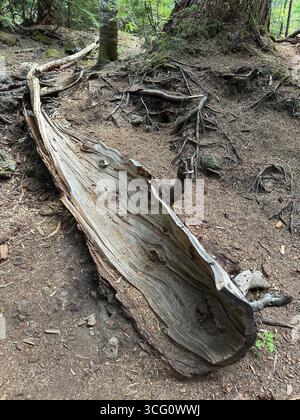 A hollowed out tree in a forest in Oregon. Stock Photo