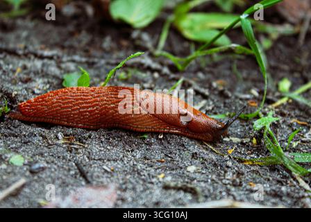 Red slug, Arion rufus, along the way. It is also known as the large red slug and chocolate arion. Ukraine, Europe Stock Photo