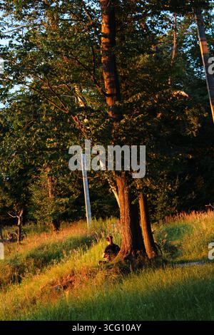 a man sitting on a mountain with dreadlocks under a tree at sunset drinks tea with a bicycle Stock Photo