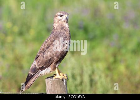 Common Buzzard or Steppe Buzzard (Buteo buteo vulpinus) on a farm fence post, Western Cape,  South Africa. Stock Photo