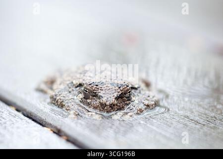 A Gray Treefrog (Hyla versicolor) lying flat on a deck outdoors in the rain Stock Photo