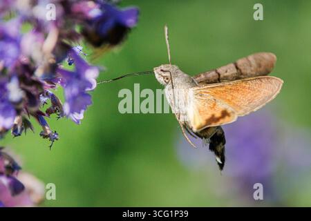 Hummingbird hawkmoth (Macroglossum stellatarum), drinking nectar from a lavender flower while hovering flight, side view, Germany, Bavaria Stock Photo