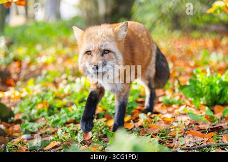 European red fox (Vulpes vulpes crucigera, Vulpes crucigera), walking in a forest in autumn, Germany, Bavaria Stock Photo