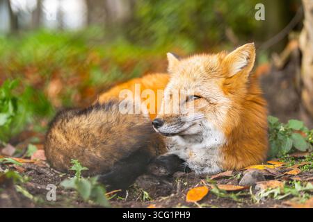 European red fox (Vulpes vulpes crucigera, Vulpes crucigera), lying in a forest in autumn, Germany, Bavaria Stock Photo