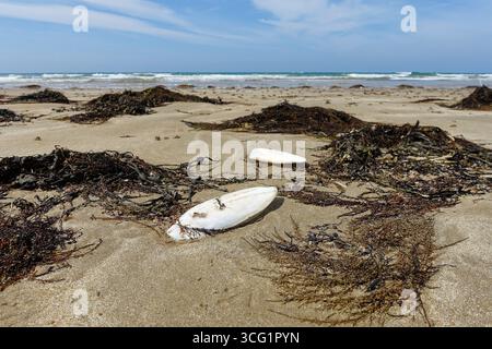 cuttlebones and seaweed were washed up on the beach by the tide, France, Brittany, Erquy Stock Photo