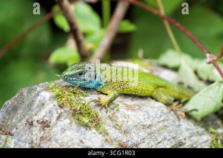Eastern Green Lizard, European green lizard, Emerald lizard (Lacerta viridis, Lacerta viridis viridis), myle sunbathing on a rock, Germany, Bavaria Stock Photo