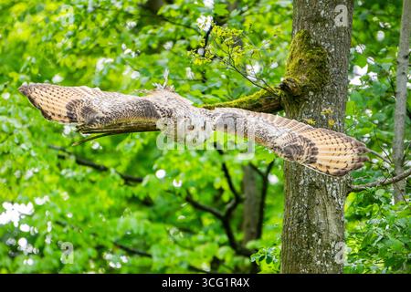 Western Siberian eagle-owl (Bubo bubo sibiricus, Bubo sibiricus), starting from a tree Stock Photo