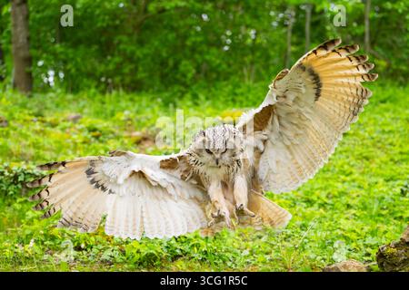 Western Siberian eagle-owl (Bubo bubo sibiricus, Bubo sibiricus), flying over a clearing in the forest, landing Stock Photo