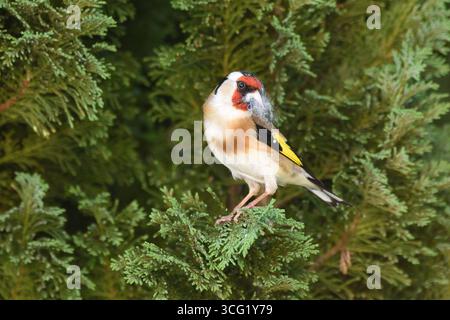 Goldfinch collecting nesting material for its nest in a fir tree during spring. Bergisches Land, North Rhine-Westphalia, Germany. Stock Photo