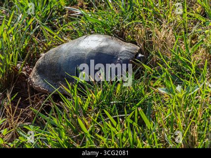 A large Common Snapping Turtle, Chelydra serpentina, camouflaged and partially hidden in vibrant green grass under bright summer sunlight in a park. Stock Photo
