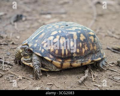 Detailed close-up of a male Eastern box turtle, Terrapene carolina carolina, sitting on the dirt ground in its natural habitat in Virginia, USA. Stock Photo