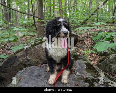 A cute black and white bernedoodle panting with its tongue out while resting on a mossy rock on a hiking trail in a lush green forest. Stock Photo