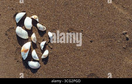 Several white seashells lay scattered on dark brown sand with visible footprints, creating a natural and textural beach scene with warm lighting ideal Stock Photo
