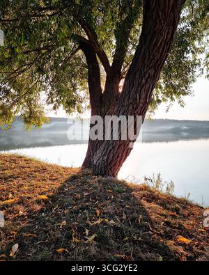 Tree by a calm pond on a September afternoon. Sunlight filters through green leaves, casting long shadows on the ground with early autumn foliage. Stock Photo
