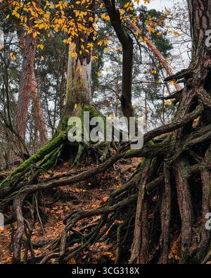 Tree roots in the forest - old trees growing on top of the hill. Moss covered roots of an old tree. Stock Photo