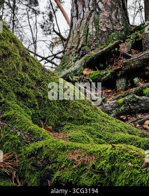 Moss-covered roots of an old tree. Roots of old trees growing on top of the hill. Stock Photo