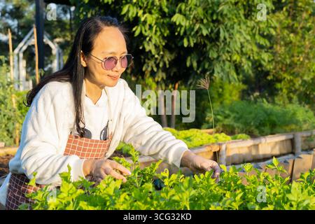 Happy mature Asian woman works in her own green garden and grows organic vegetable. Retirement lifestyle concept. Stock Photo